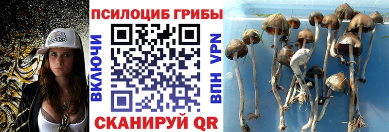 Псилоцибиновые грибы Psilocybine cubensis  Купить  Новозыбков 